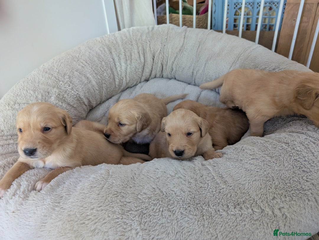 Golden Retriever dogs for sale: Beautiful Golden retriever puppies  - Image 3