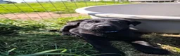 German Shepherd dogs for sale: 6 Beautiful German Shepherd Puppies (3 LEFT) - Advert 20