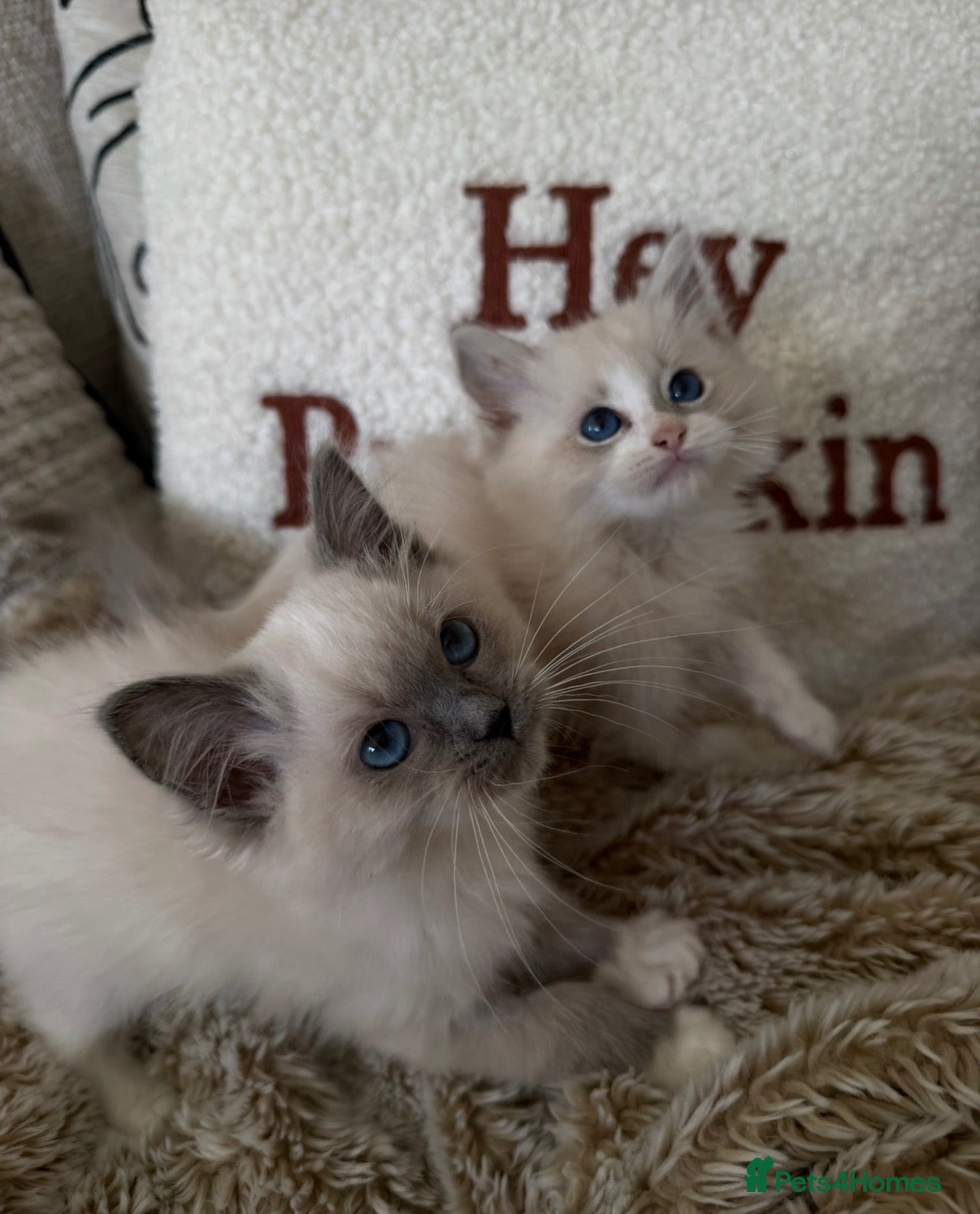 Ragdoll cats GCCF Ragdoll kittens - READY TO LEAVE THIS WEEK! - Advert 1