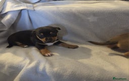 Jack Russell dogs for sale: Stunning miniature Jack Russell Puppies - Image 6