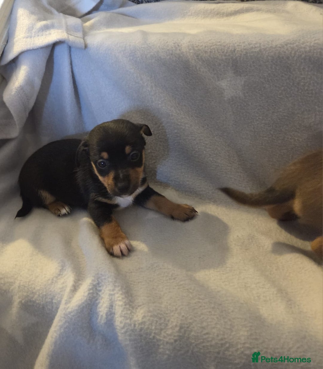 Jack Russell dogs for sale: Stunning miniature Jack Russell Puppies - Image 6