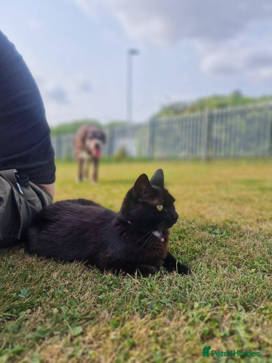 Mixed Breed cats for sale: Cat for rehoming - Advert 2