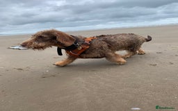 Dachshund dogs for sale: KC Standard Wire Haired Dachshund - Image 7