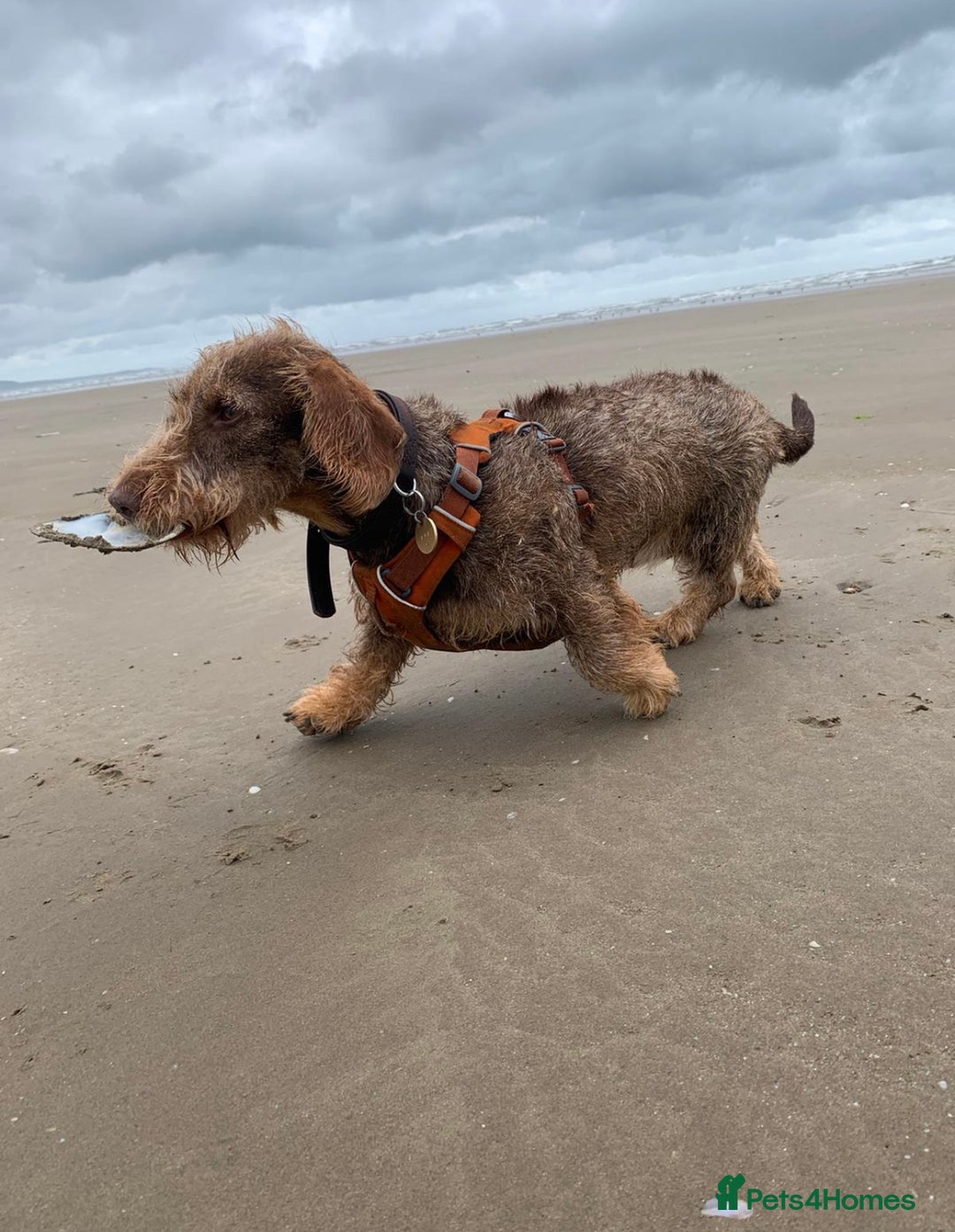 Dachshund dogs for sale: KC Standard Wire Haired Dachshund - Image 7