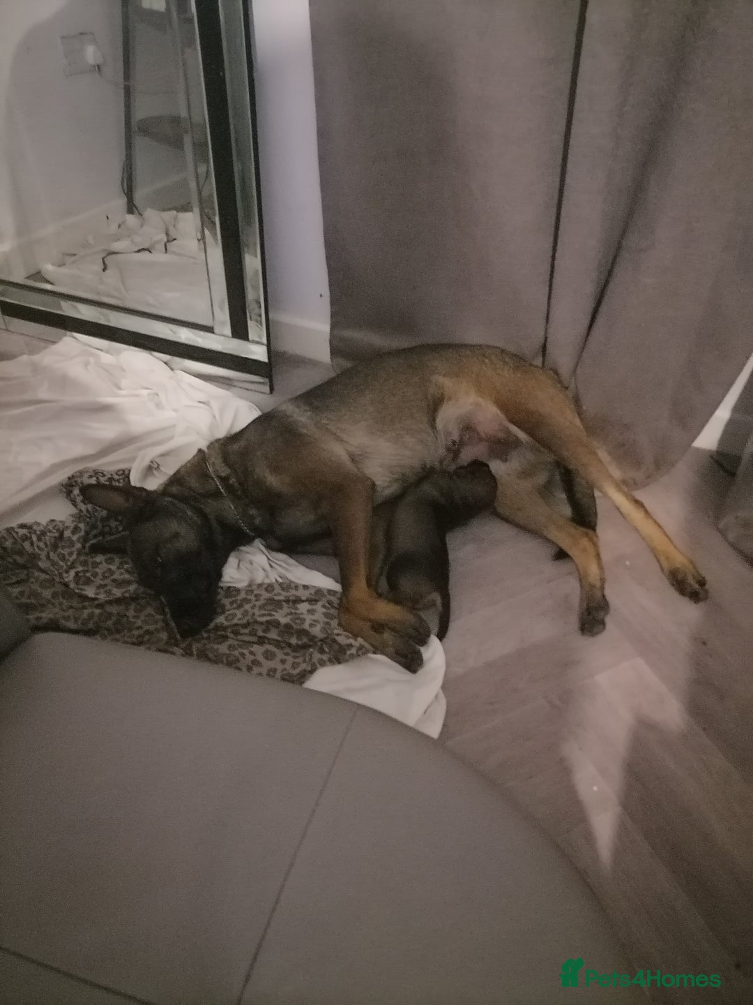 Belgian Shepherd Dog dogs for sale: Female Belgian malinois  - Image 7