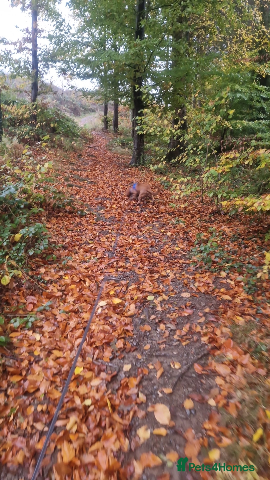 Cocker Spaniel dogs for sale: Milo 9 month old male cocker spaniel - Advert 4