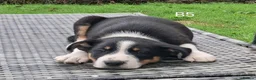 Border Collie dogs for sale: Adorable Puppies - Advert 7