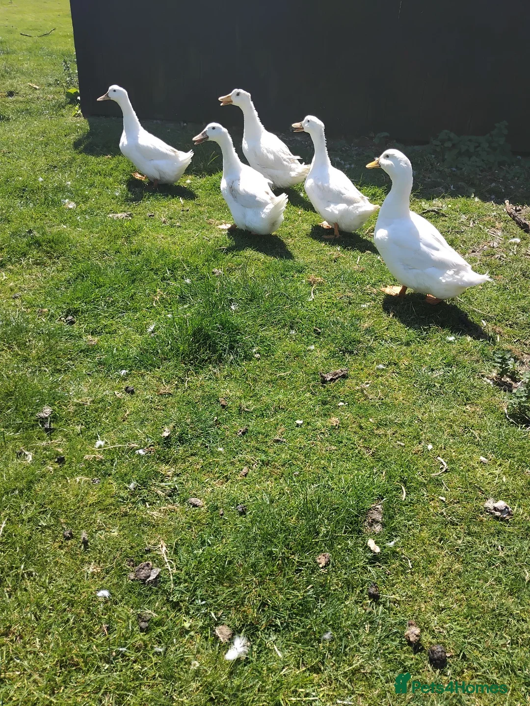 Ducks poultry for sale: Aylesbury ducklings  - Advert 2