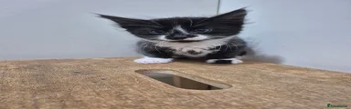 Paul