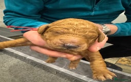 Goldendoodle dogs for sale: Golden doodles f1b - Advert 23