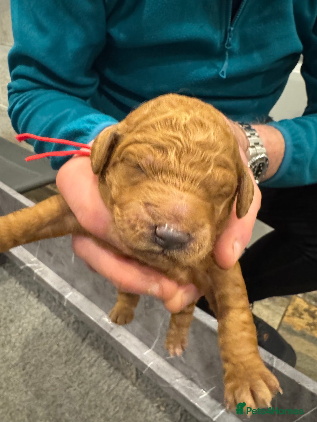 Goldendoodle dogs for sale: Golden doodles f1b - Advert 23