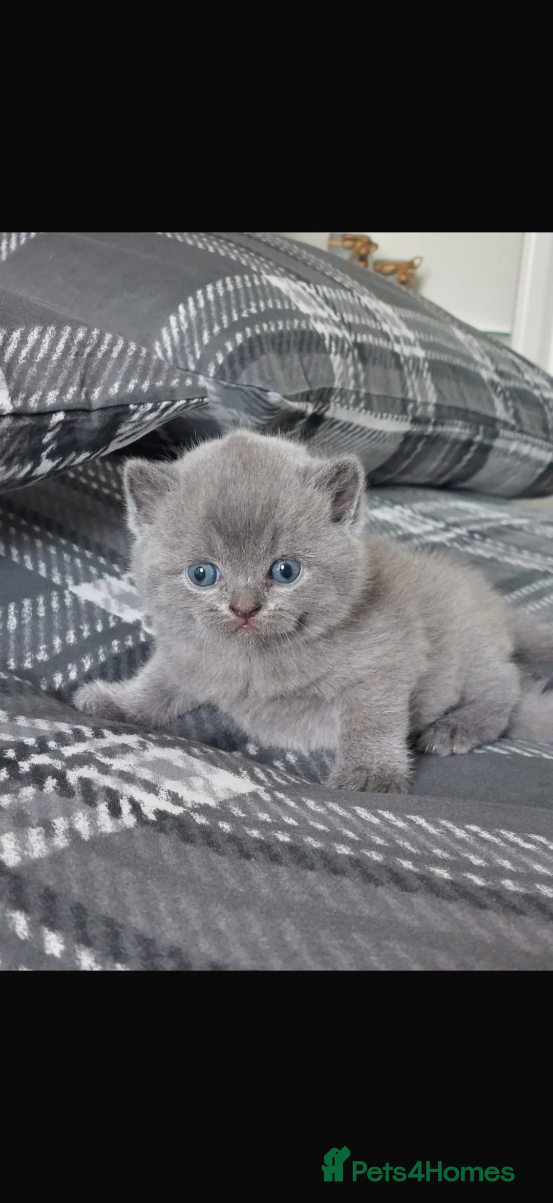 Scottish Fold cats for sale: Scottish fold kittens  - Advert 2