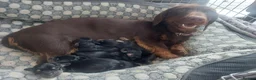 Chiweenie dogs for sale: Chiweenie puppies for sale in Bristol - Advert 1