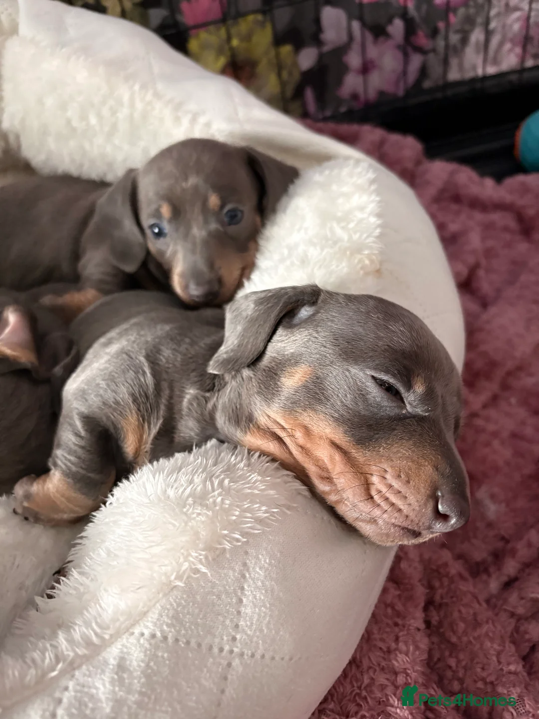 Miniature Dachshund dogs for sale: Miniature dachshund  - Advert 2