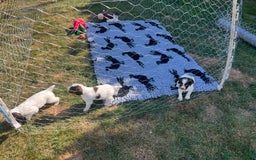 English Springer Spaniel dogs for sale: English Springer Spaniel Pups - Image 6