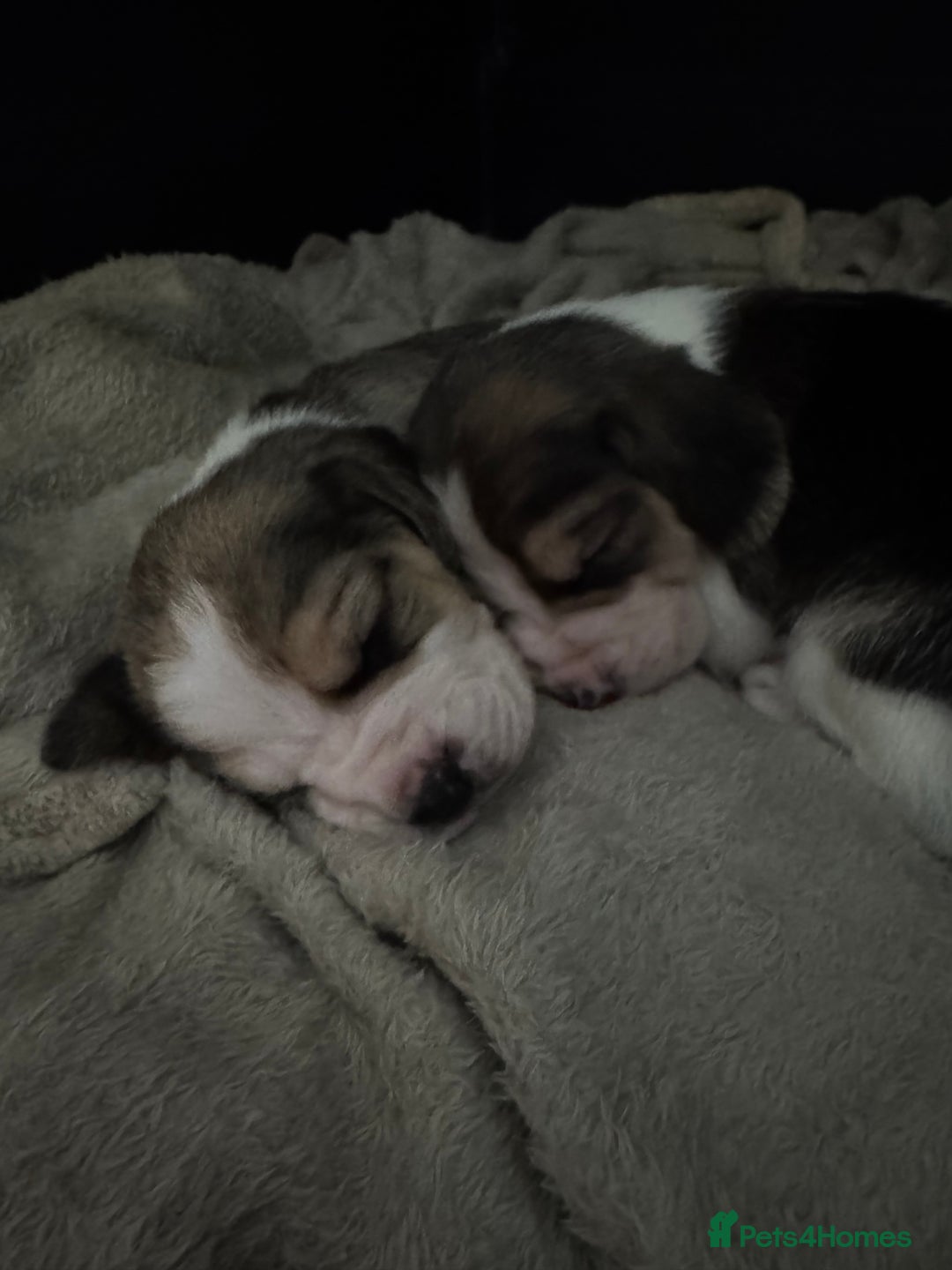 Beagle dogs for sale: Beautiful beagle puppies  - Advert 1