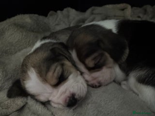 Beagle dogs Beautiful beagle puppies - Advert 1
