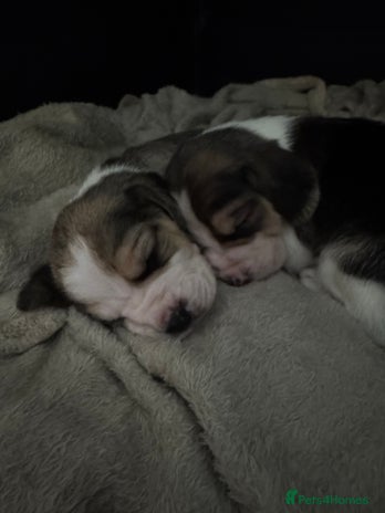 Beagle dogs Beautiful beagle puppies - Advert 1