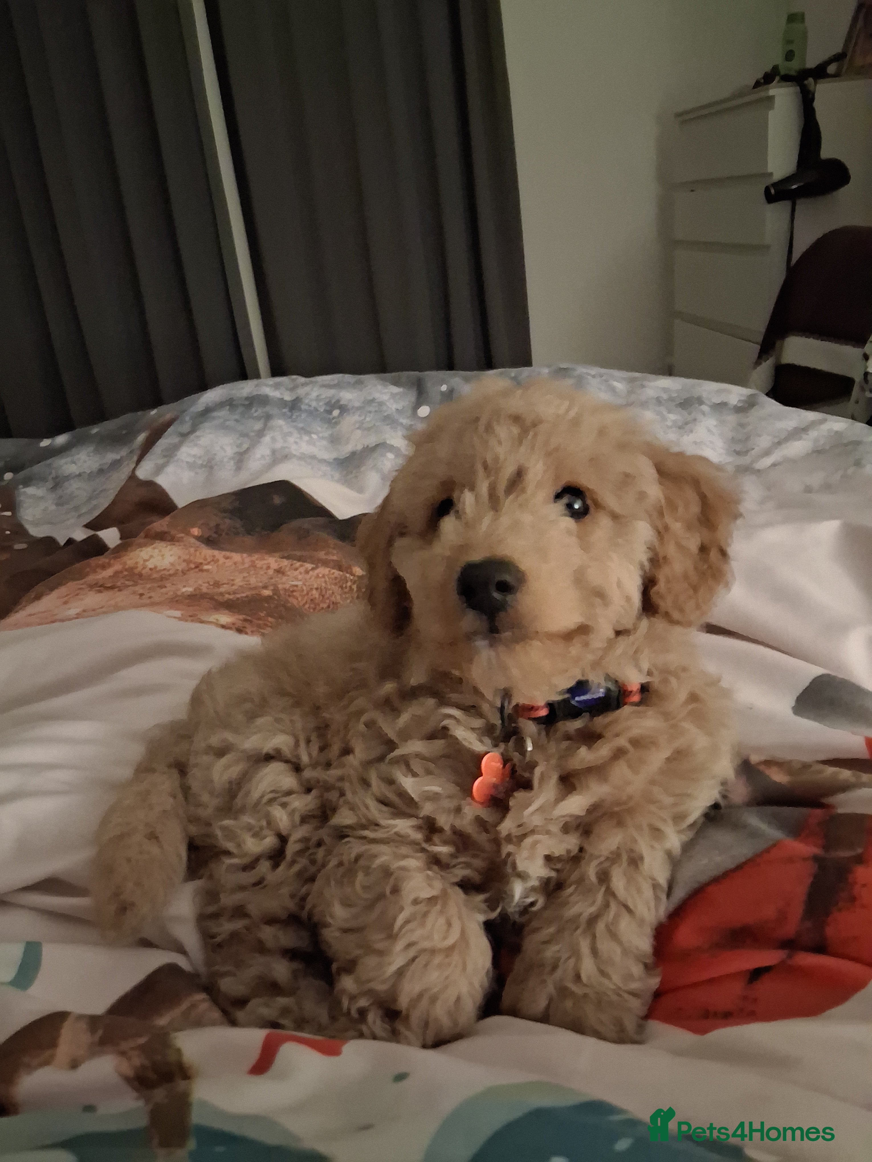 Cockapoo dogs Baby boy cockapoo  - Advert 3