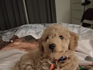 Cockapoo dogs Baby boy cockapoo - Advert 3