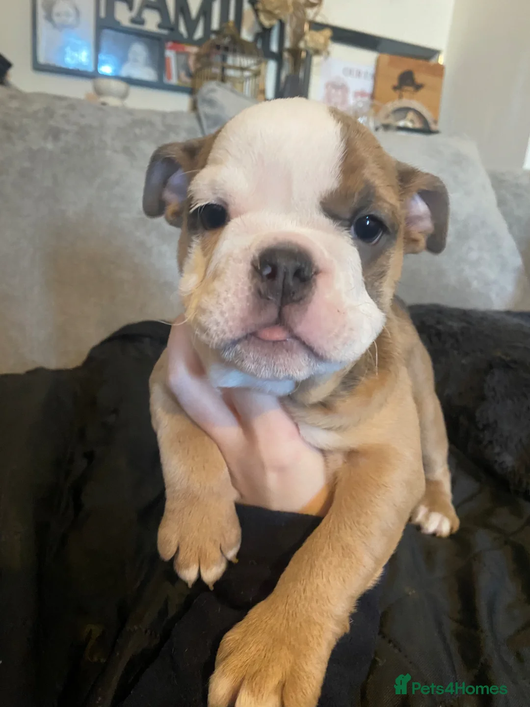 English Bulldog dogs for sale: KC reg Pedigree English bulldogs  - Advert 19