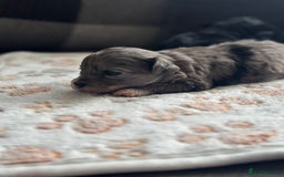 Maltipoo dogs for sale: F1 Toy Maltipoos - Image 4