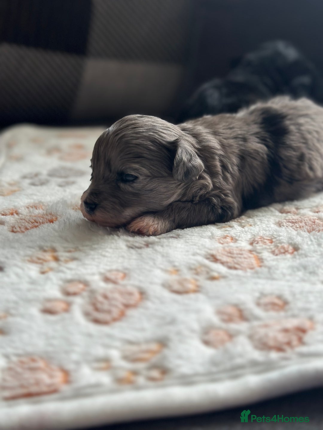 Maltipoo dogs for sale: F1 Toy Maltipoos - Image 4