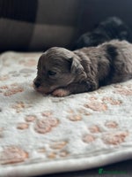 Maltipoo dogs - Advert 1