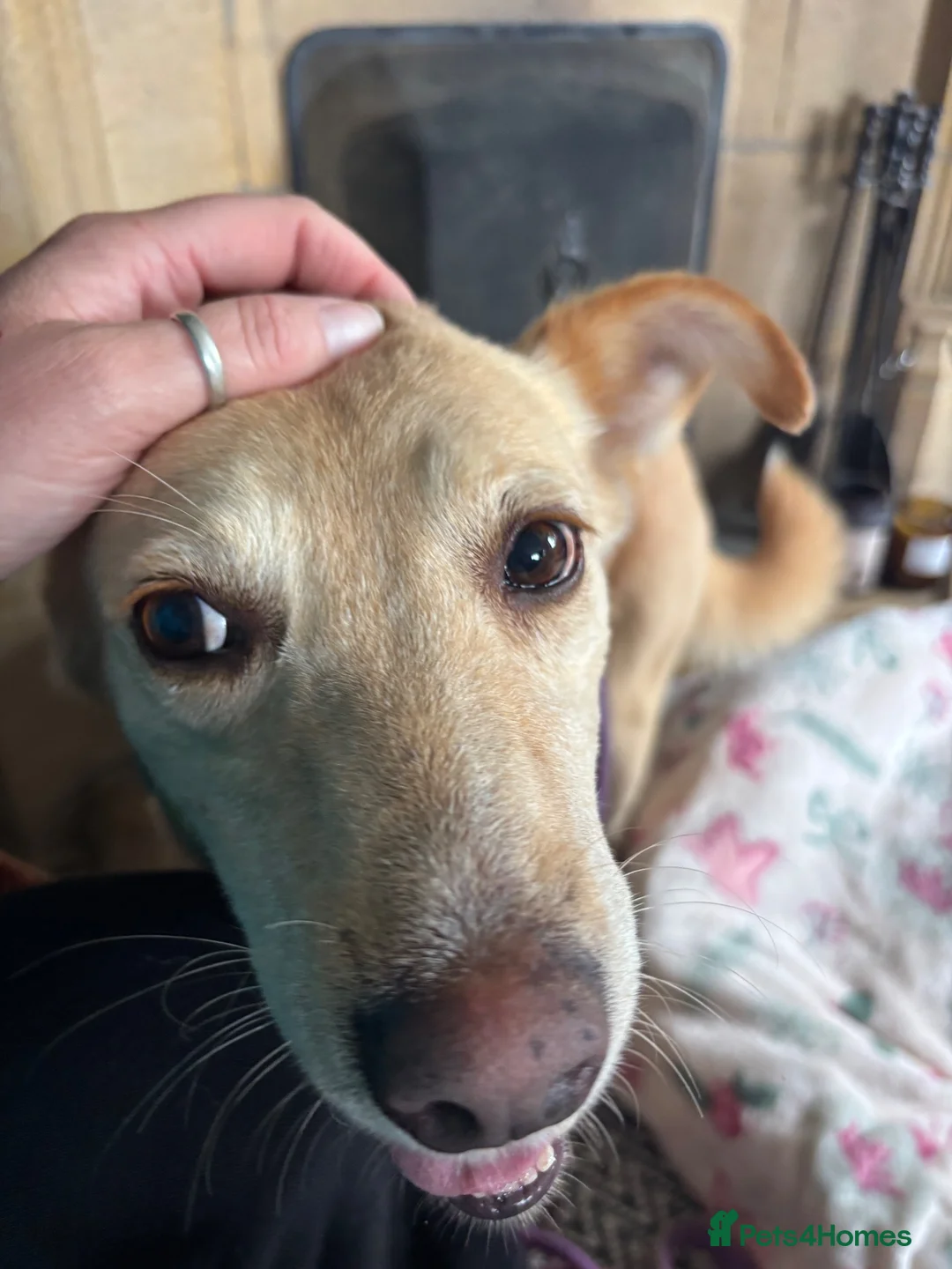 Mixed Breed dogs for adoption: Silkie needs a foster or forever home 🩷 - Advert 4