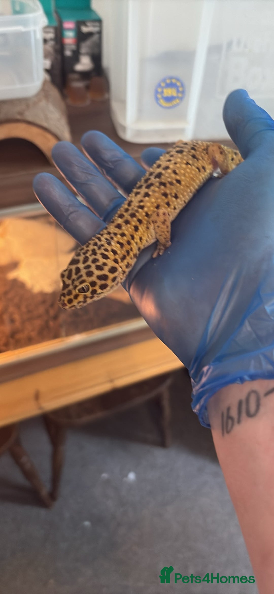 Leopard Gecko reptiles for sale: 2 leopard geckos with full vivarium and supplies - Image 5