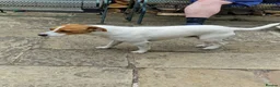 Jack Russell dogs for sale: Dutton is looking for a loving forever home - Advert 5