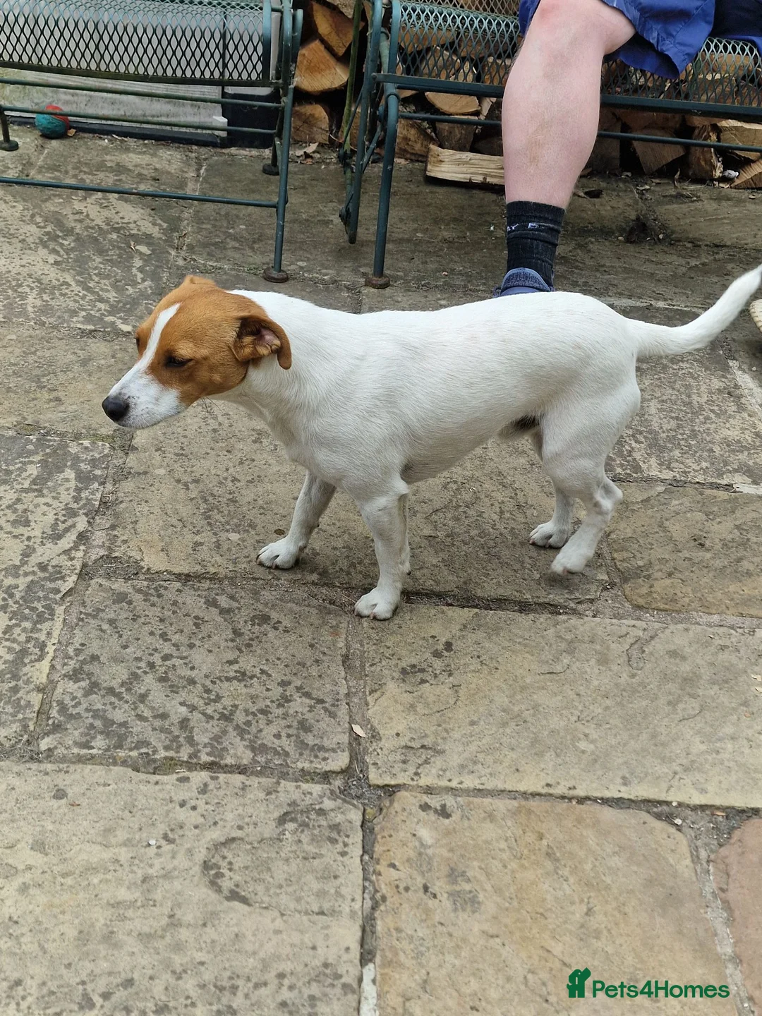 Jack Russell dogs for sale: Dutton is looking for a loving forever home - Advert 5