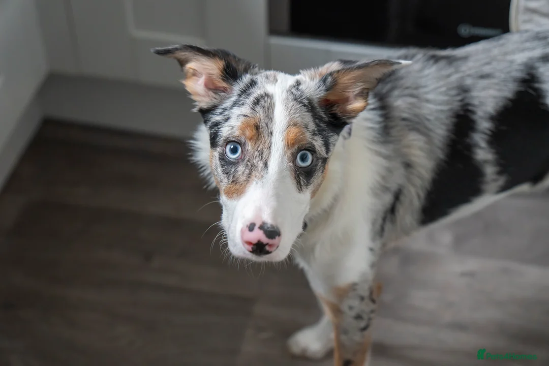 Border Collie dogs for sale: Border Collie - Tri Colour Blue Merle - Advert 3