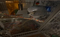 Parrots birds for sale: Semi Tame African Grey - Image 8