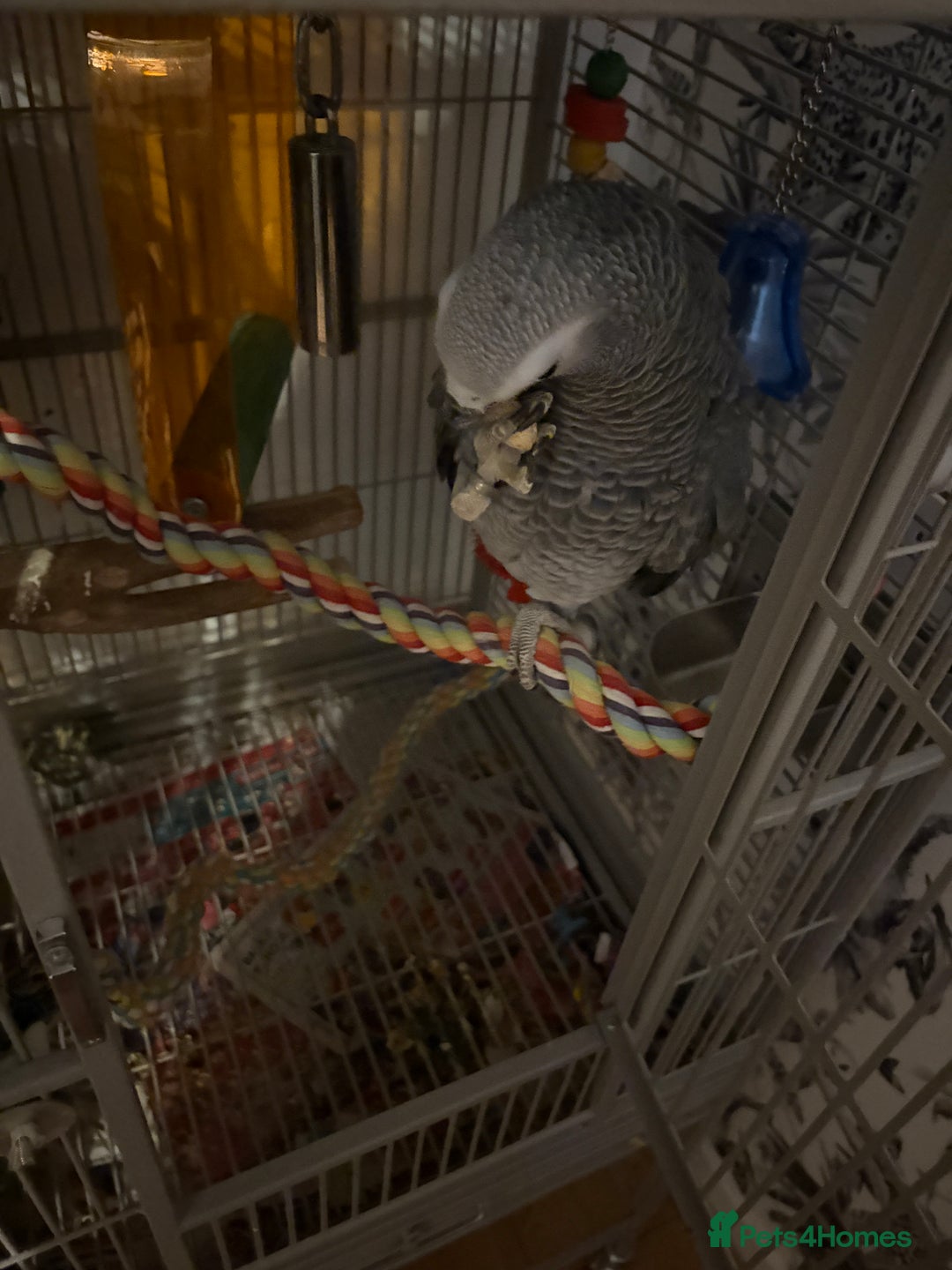 Parrots birds for sale: Semi Tame African Grey - Image 8