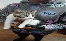 Domestic Shorthair cats for sale: Gorgeous Tabby Kitten looking for her forever home - Image 3