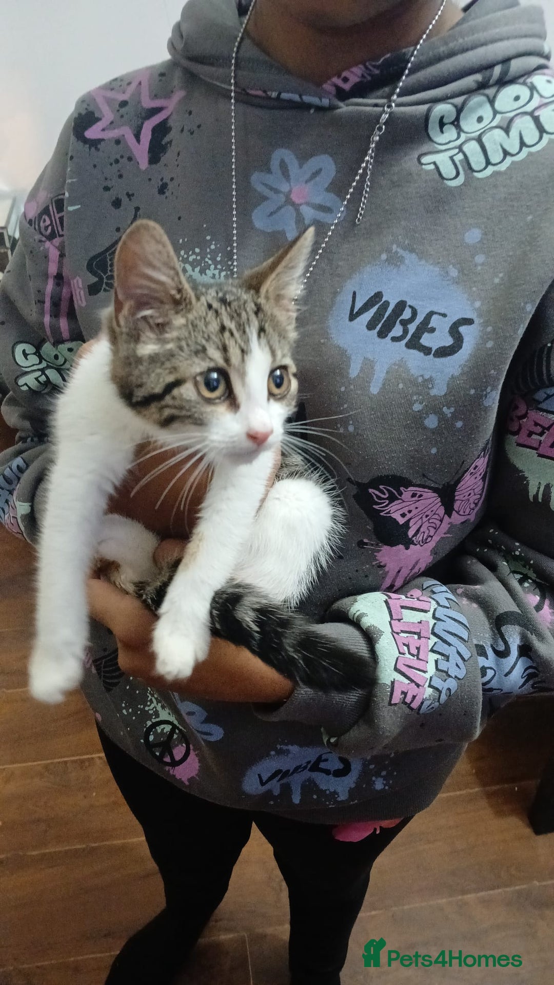 Domestic Shorthair cats for sale: Gorgeous Tabby Kitten looking for her forever home - Image 3