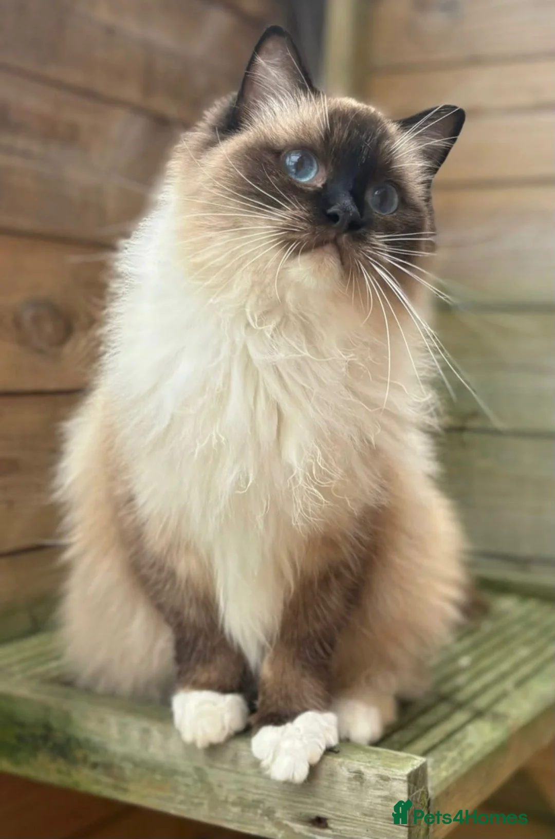 Ragdoll cats for sale: Beautiful ragdoll blue mitted female  - Advert 2