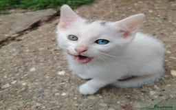 Mixed Breed cats for sale: Odd eye white microchipped female kitten  - Image 2