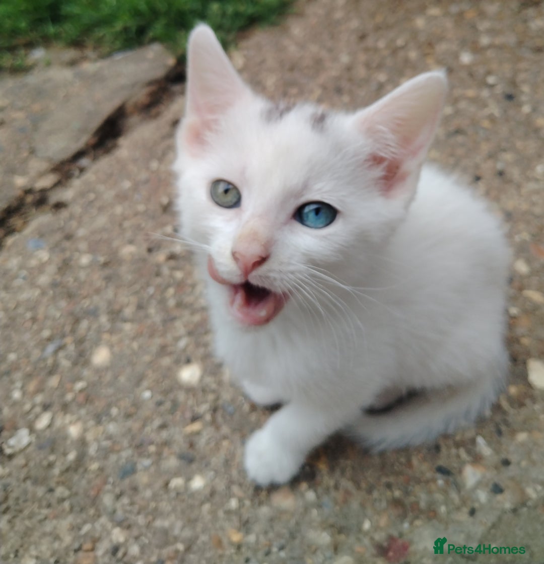 Mixed Breed cats for sale: Odd eye white microchipped female kitten  - Image 2
