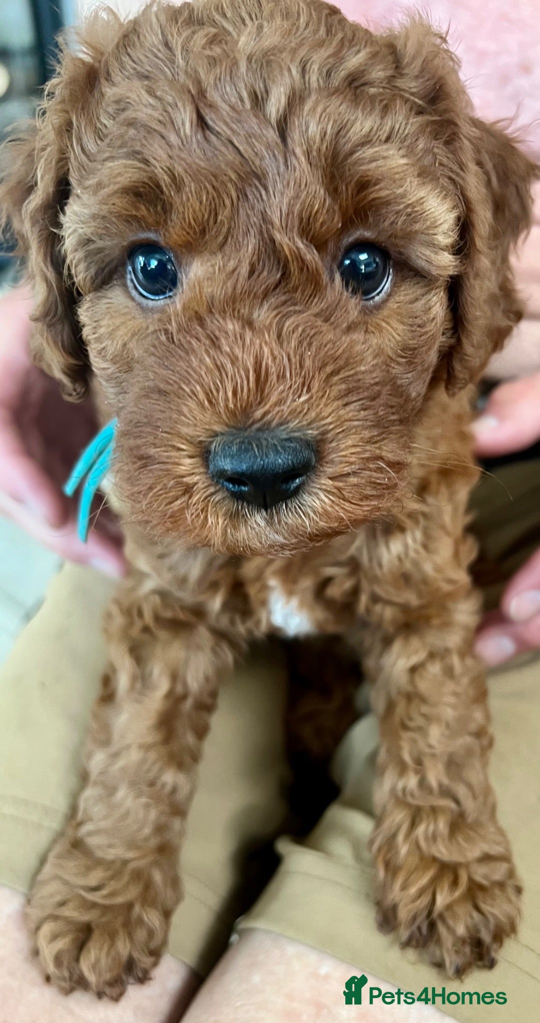 Cockapoo dogs Beautiful home-raised red F1B cockapoos - last 2 - Advert 1