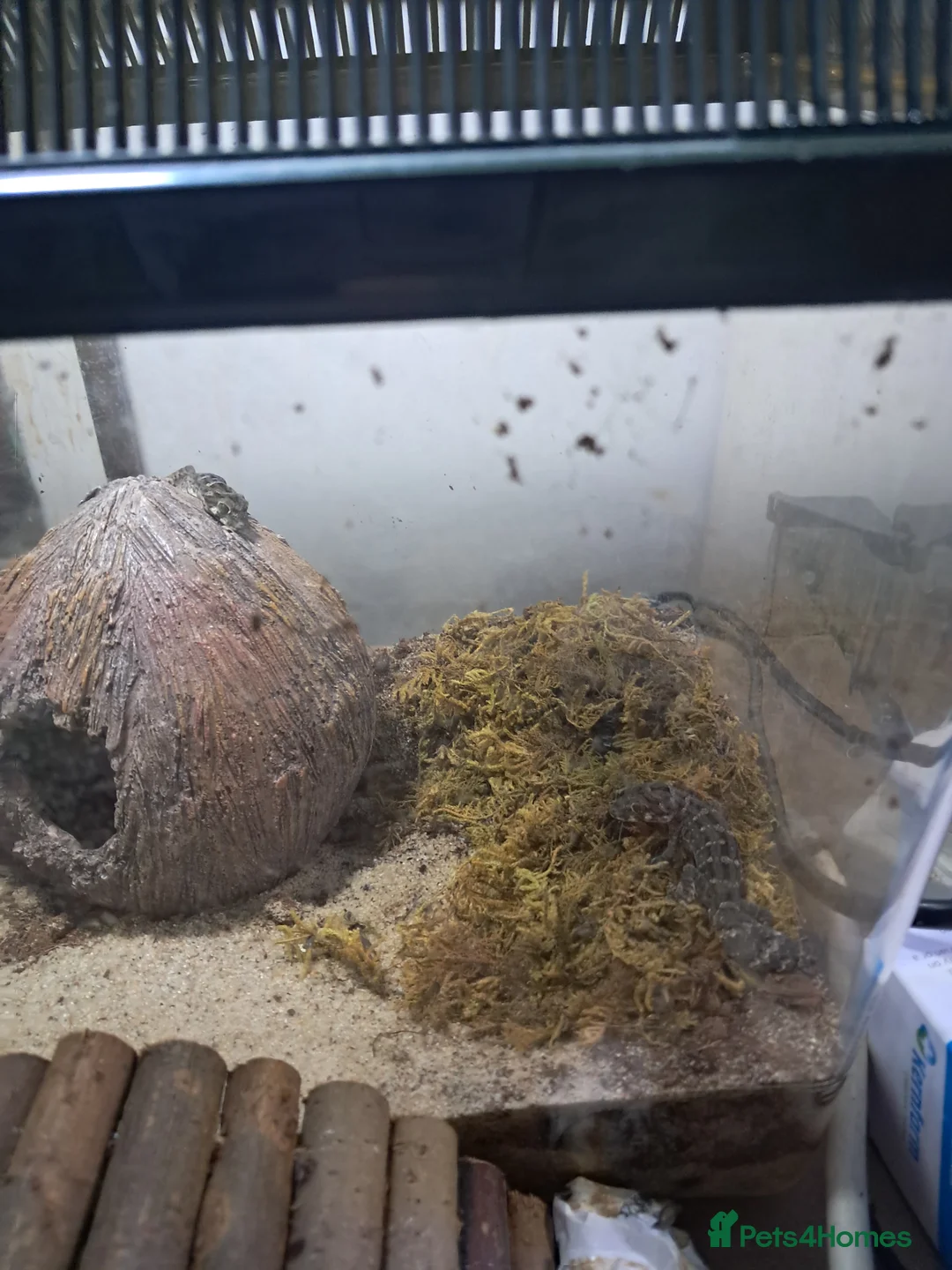 Gecko reptiles for sale: Two viper geckos and tank and uvb bulb and holder - Advert 11
