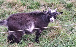 Goats livestock for sale: 3 Pygmy goats wethers - Image 5