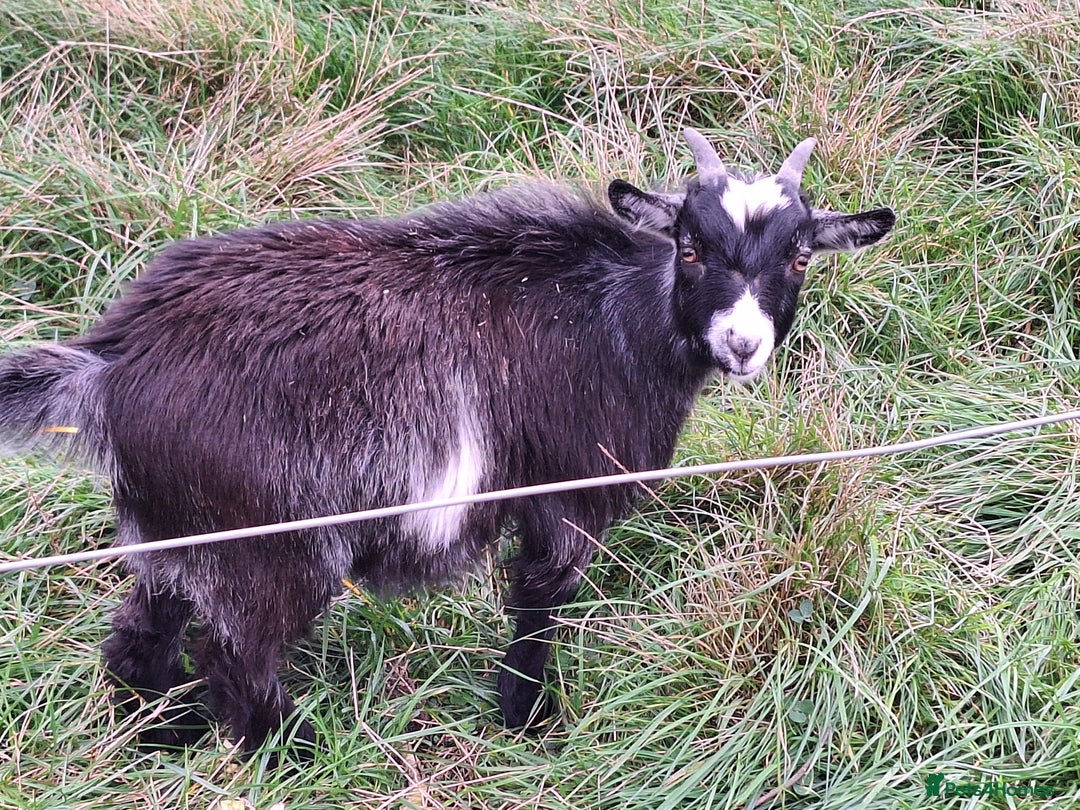 Goats livestock for sale: 3 Pygmy goats wethers - Image 5