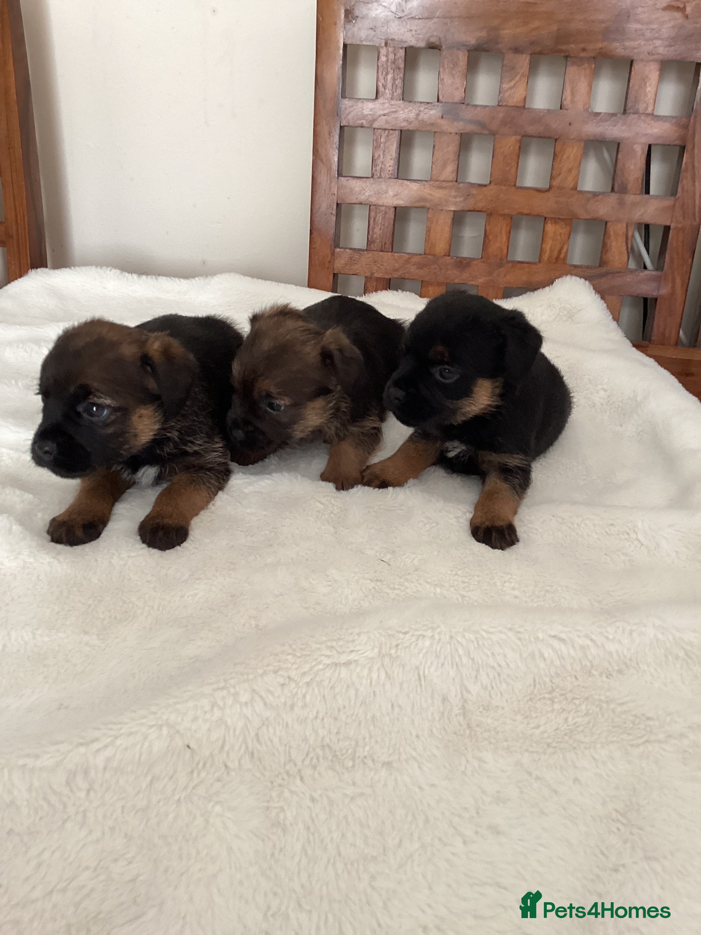 Border Terrier dogs for sale: Border Terrier Pups - Advert 2