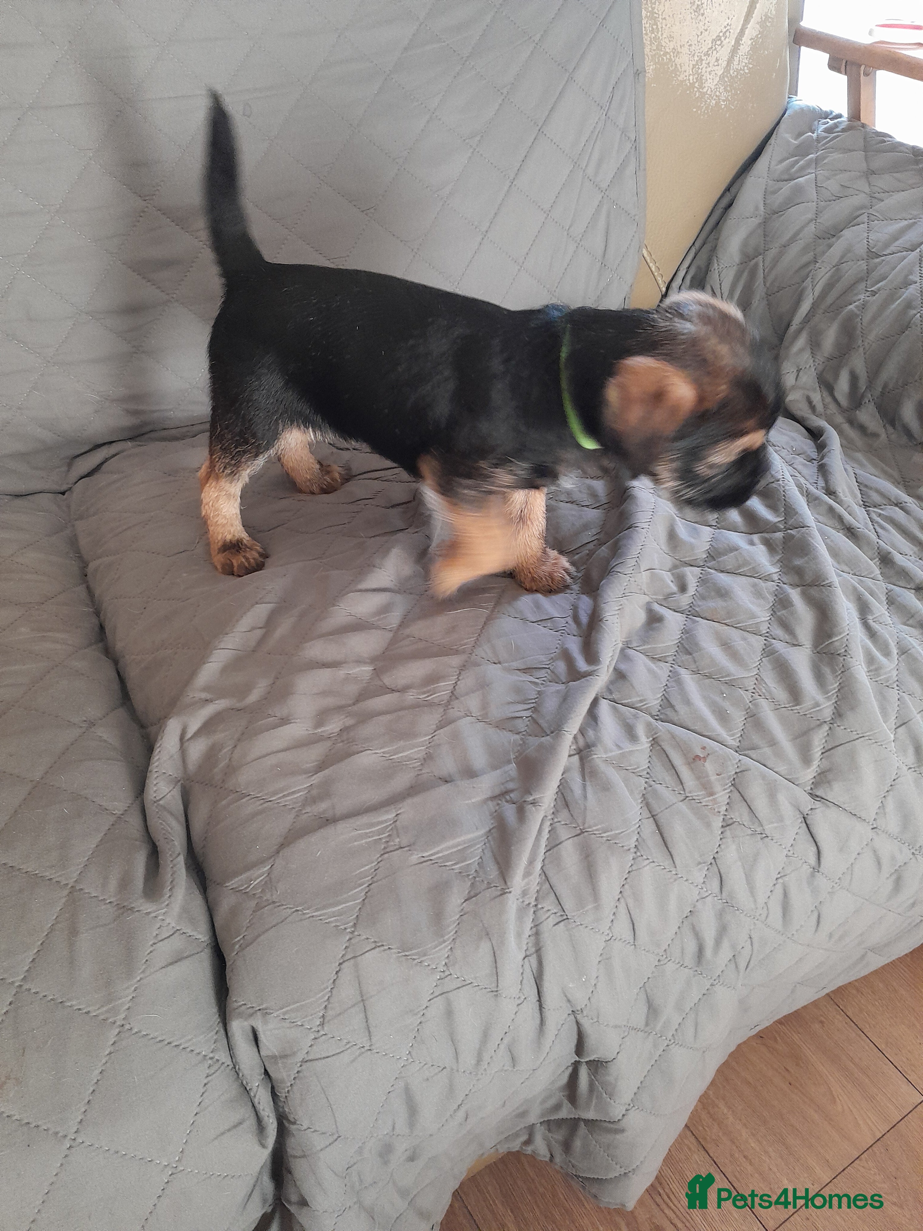 Border Terrier dogs Quality Border Terrier pups  - Advert 1