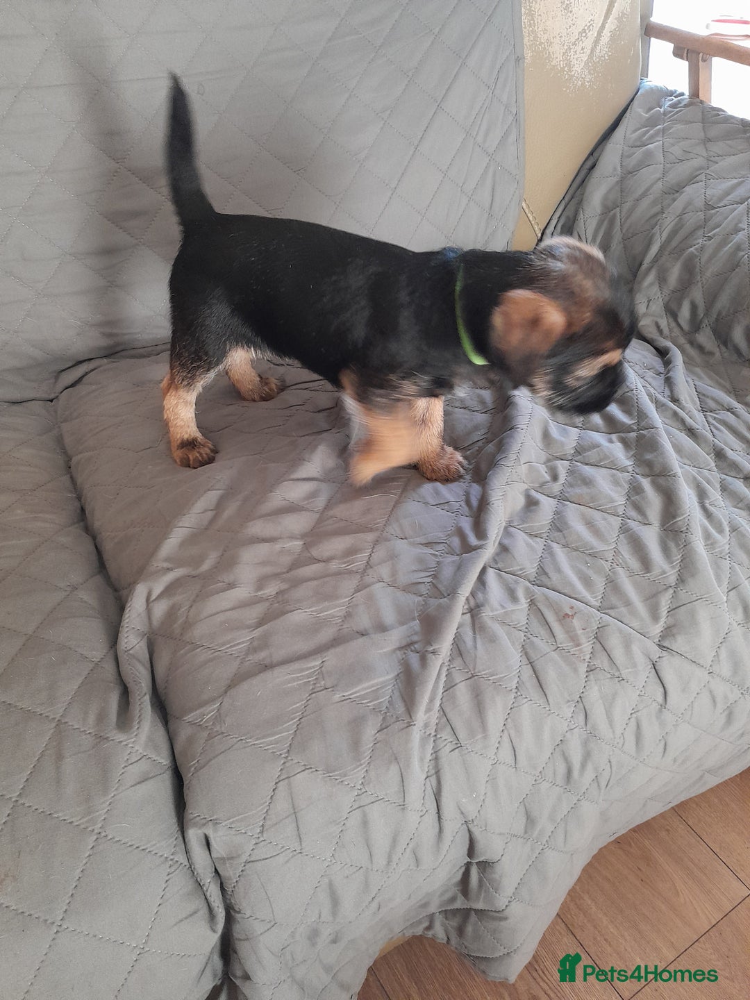 Border Terrier dogs for sale: Quality Border Terrier pups  - Advert 1