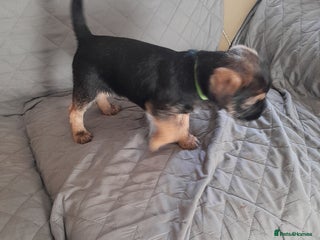 Border Terrier dogs Quality Border Terrier pups - Advert 1