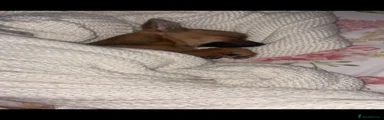Chihuahua 1