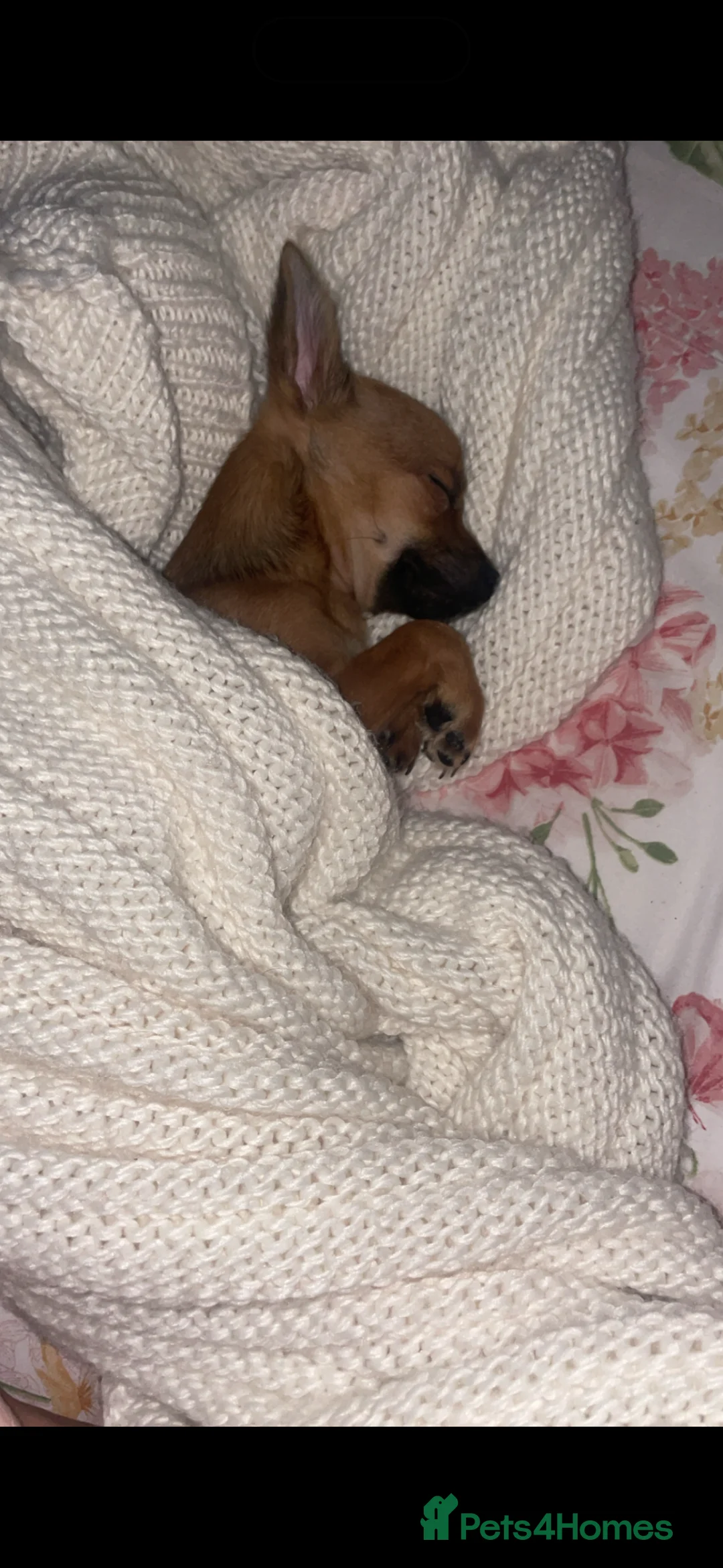 Chihuahua dogs for sale: Chihuahua puppy  - Advert 2